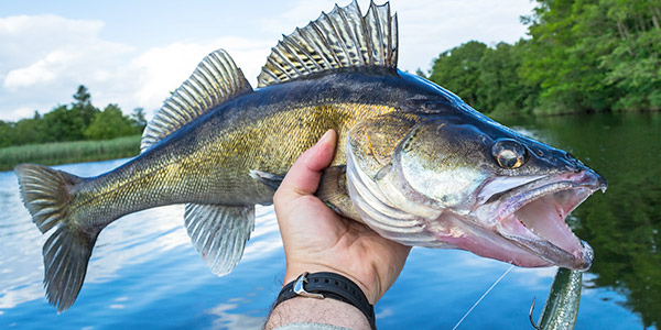 walleye in hand