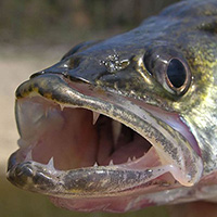 walley teeth