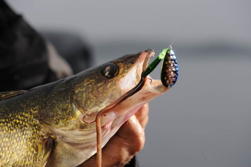 summer walleye