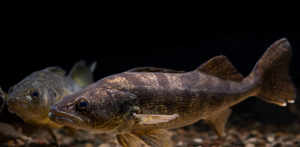 Two Walleye together underwater