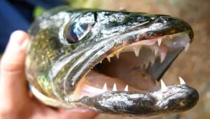 walleye teeth