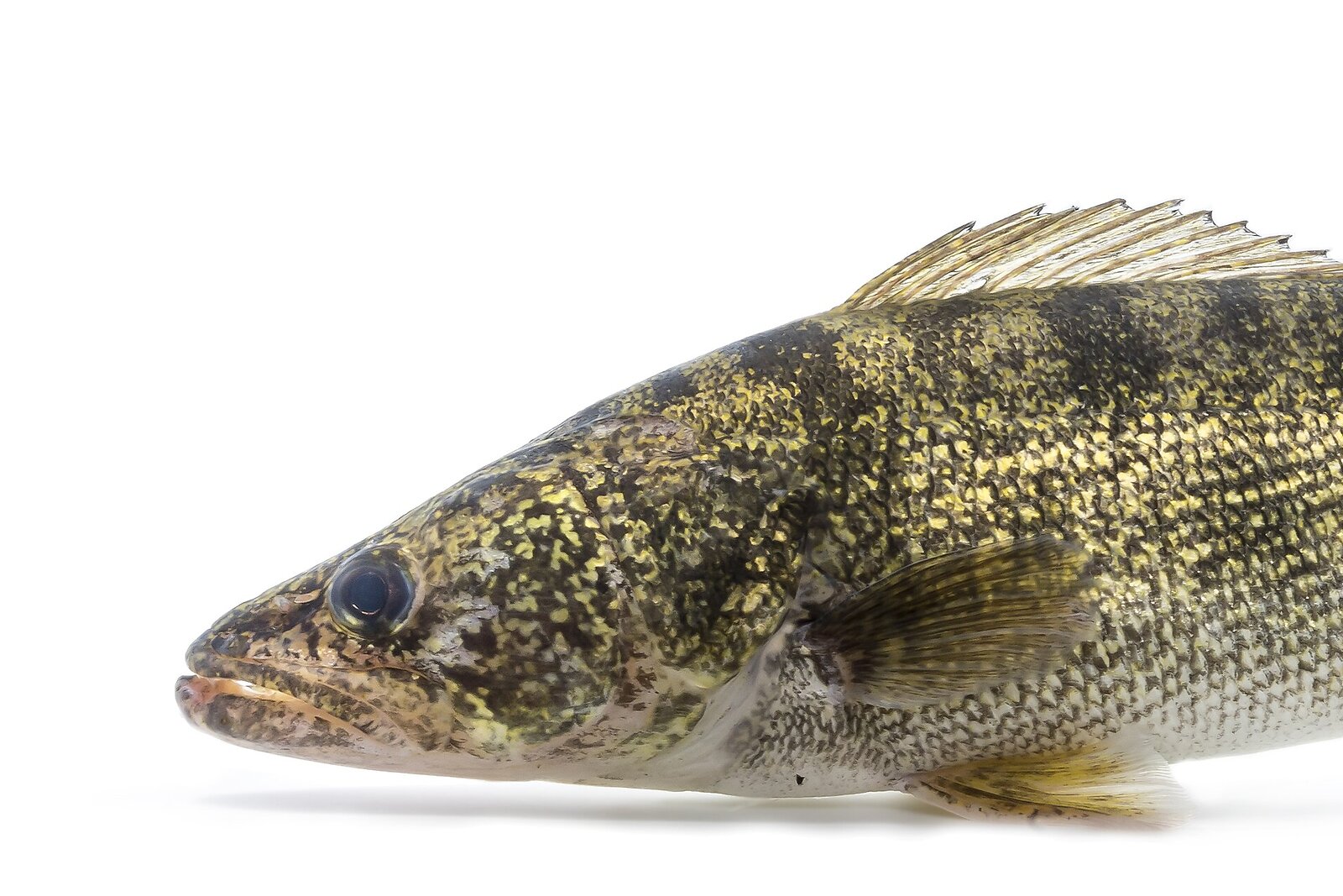 hero-walleye-crop-web Close-up of a walleye (Sander vitreus) showing its glassy eye and mottled brassy body