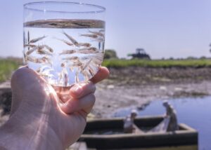 walleye fry fingerlings in jar of water