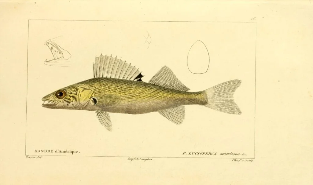Vintage plate of the American pike-perch (walleye) under its historic name Lucioperca americana